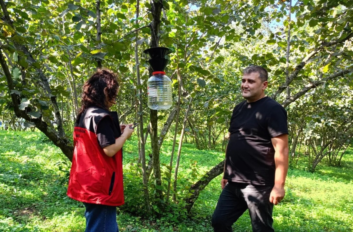 Ordu Çaybaşı'nda Kahverengi Kokarca Zararlısına Karşı Yoğun Mücadele